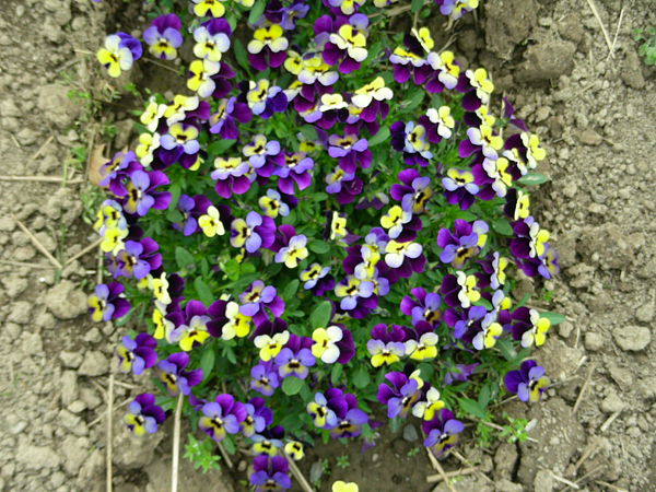 pansy in flower